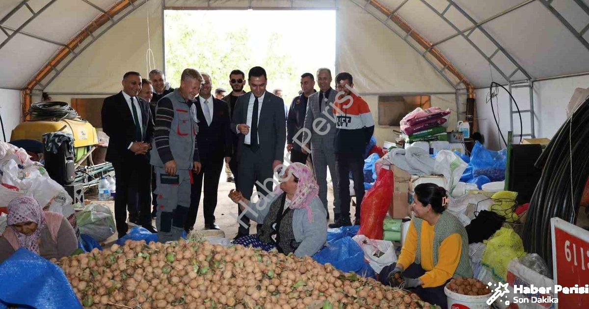 "Dinar’da ceviz zamanı: Verim üreticiyi sevindirdi" başlıklı haber için fotorealistik, profesyonel b