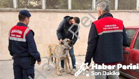 Afyonkarahisar’da Vahşete Geçit Yok: Köpek Dövüşüne Dronlu Baskın