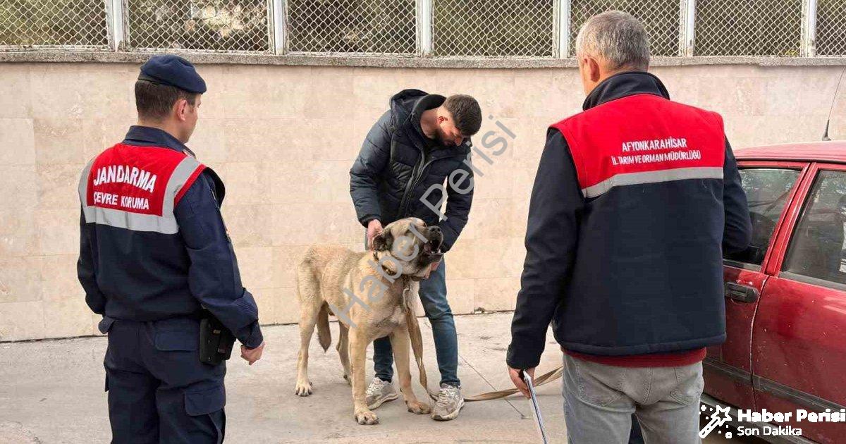 "Afyonkarahisar'da Vahşete Geçit Yok: Köpek Dövüşüne Dronlu Baskın" başlıklı haber için fotorealisti