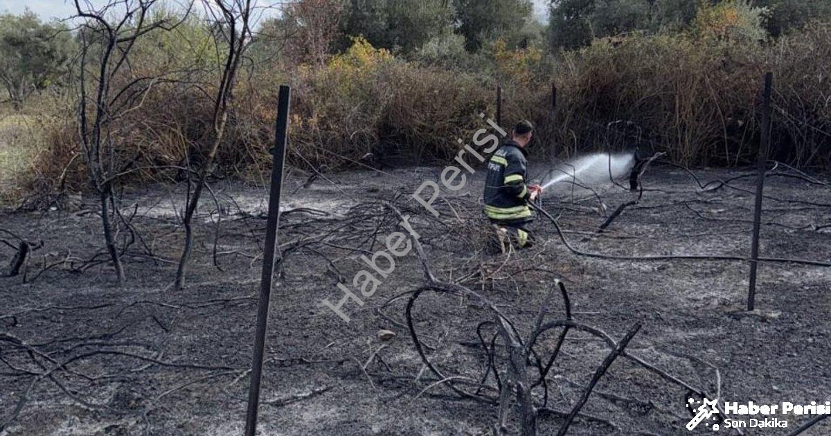 "Muğla Yatağan'da Korkutan Yangın: Üzüm Bağları Zarar Gördü" başlıklı haber için fotorealistik, prof