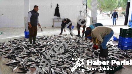 Muğla’dan 10 Ayda 618 Milyon Dolarlık Balık İhracatı Başarısı