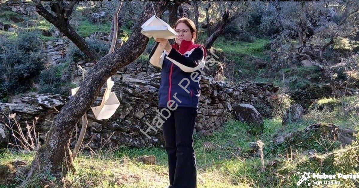 "Aydın Söke'de Üreticiye Kritik Uyarı: Zararlı Popülasyonunda Patlama" başlıklı haber için fotoreali