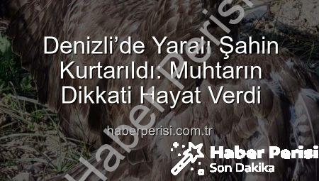 Denizli’de Yaralı Şahin Kurtarıldı: Muhtarın Dikkati Hayat Verdi