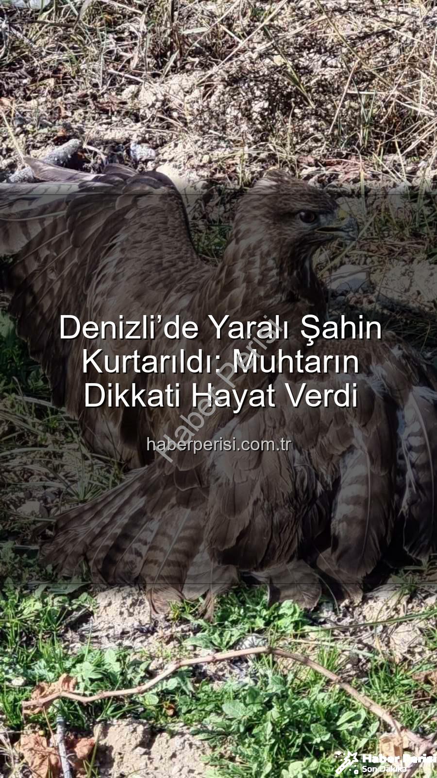 Denizli'de yaralı şahin - Denizli’de Yaralı Şahin Kurtarıldı: Muhtarın Dikkati Hayat Verdi
