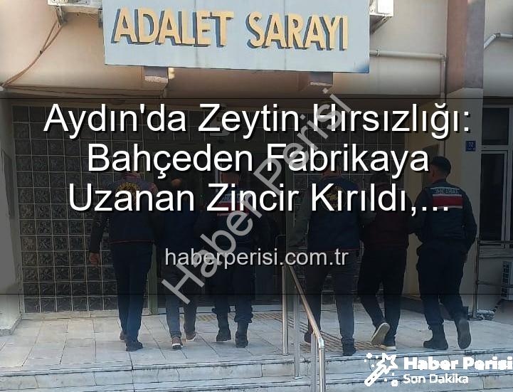 zeytin hırsızlığı - Aydın'da Zeytin Hırsızlığı: Bahçeden Fabrikaya Uzanan Zincir Kırıldı, Şüpheliler Yakalandı