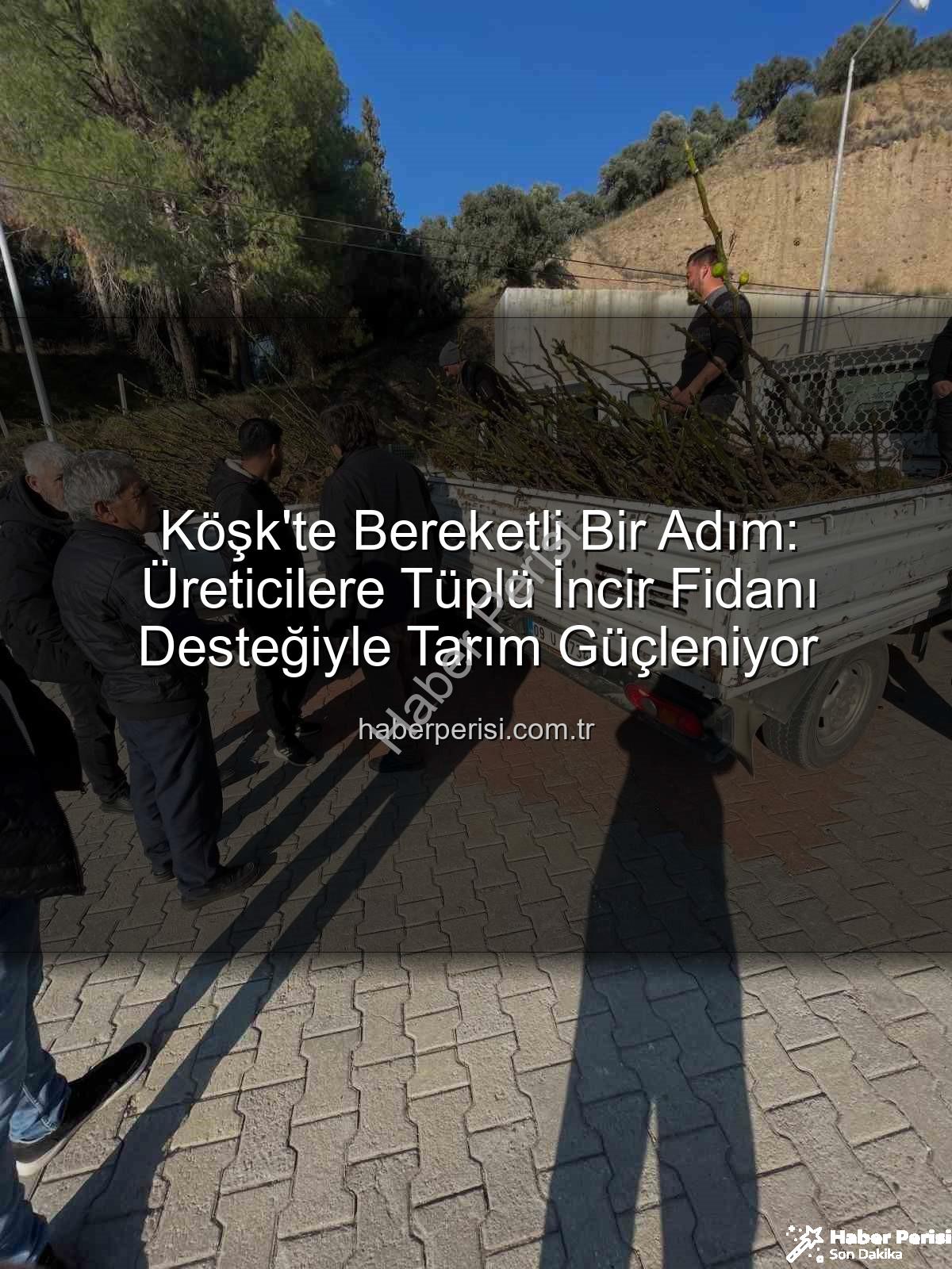 tüplü incir fidanı - Köşk'te Bereketli Bir Adım: Üreticilere Tüplü İncir Fidanı Desteğiyle Tarım Güçleniyor