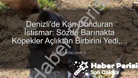 Denizli’de Kan Donduran İstismar: Sözde Barınakta Köpekler Açlıktan Birbirini Yedi, Yurt Dışından Vurgun İddiası