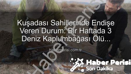 Kuşadası Sahillerinde Endişe Veren Durum: Bir Haftada 3 Deniz Kaplumbağası Ölü Bulundu