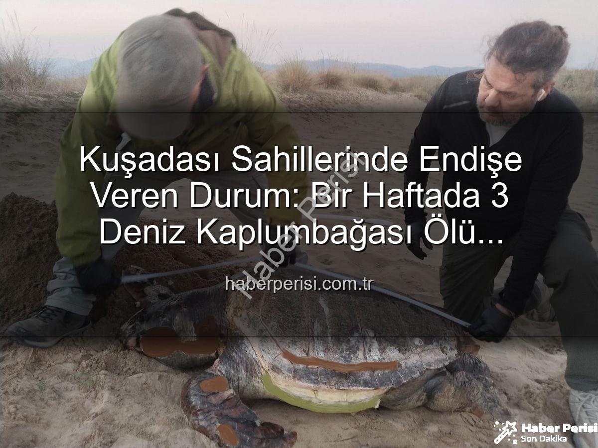 deniz kaplumbağası ölümleri - Kuşadası Sahillerinde Endişe Veren Durum: Bir Haftada 3 Deniz Kaplumbağası Ölü Bulundu