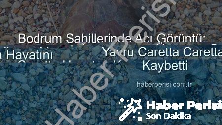 Bodrum Sahillerinde Acı Görüntü: Yavru Caretta Caretta Hayatını Kaybetti