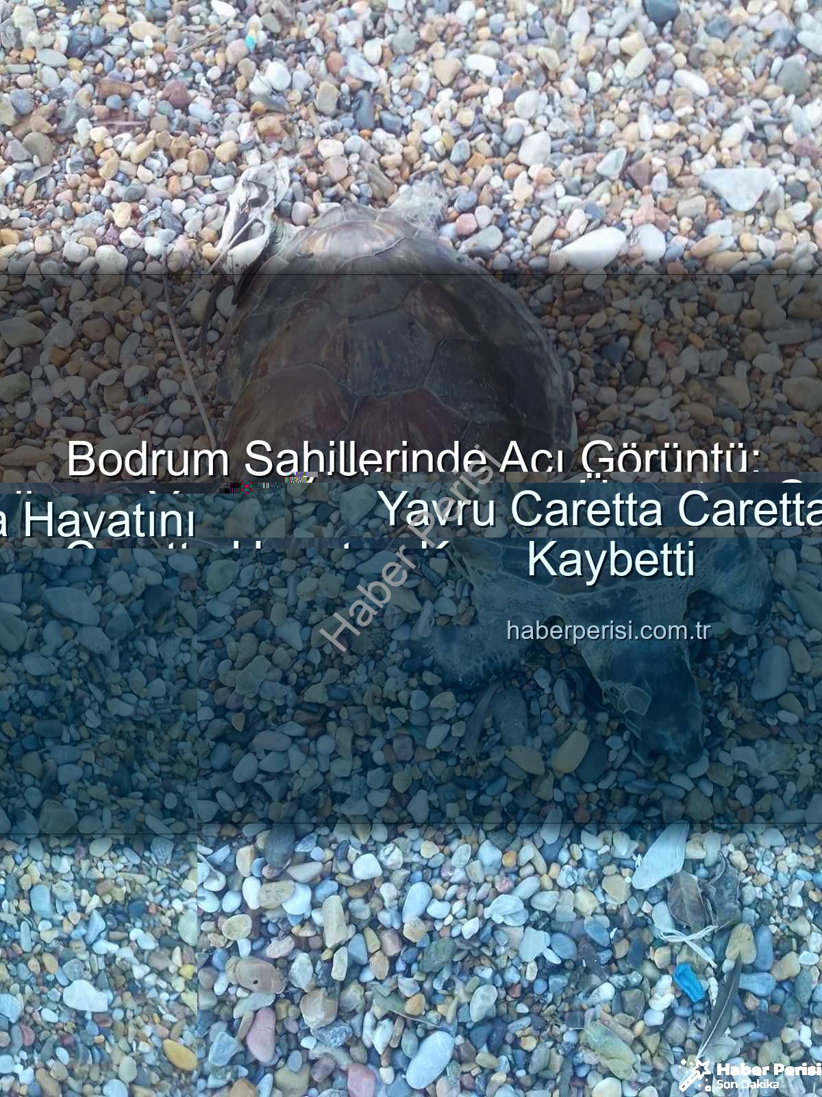 yavru caretta caretta - Bodrum Sahillerinde Acı Görüntü: Yavru Caretta Caretta Hayatını Kaybetti