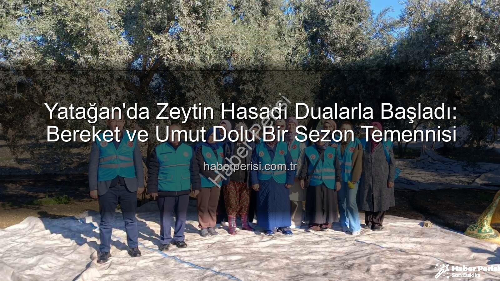 Yatağan zeytin hasadı - Yatağan'da Zeytin Hasadı Dualarla Başladı: Bereket ve Umut Dolu Bir Sezon Temennisi