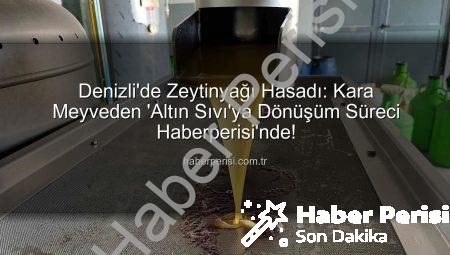 Denizli’de Zeytinyağı Hasadı: Kara Meyveden ‘Altın Sıvı’ya Dönüşüm Süreci Haberperisi’nde!