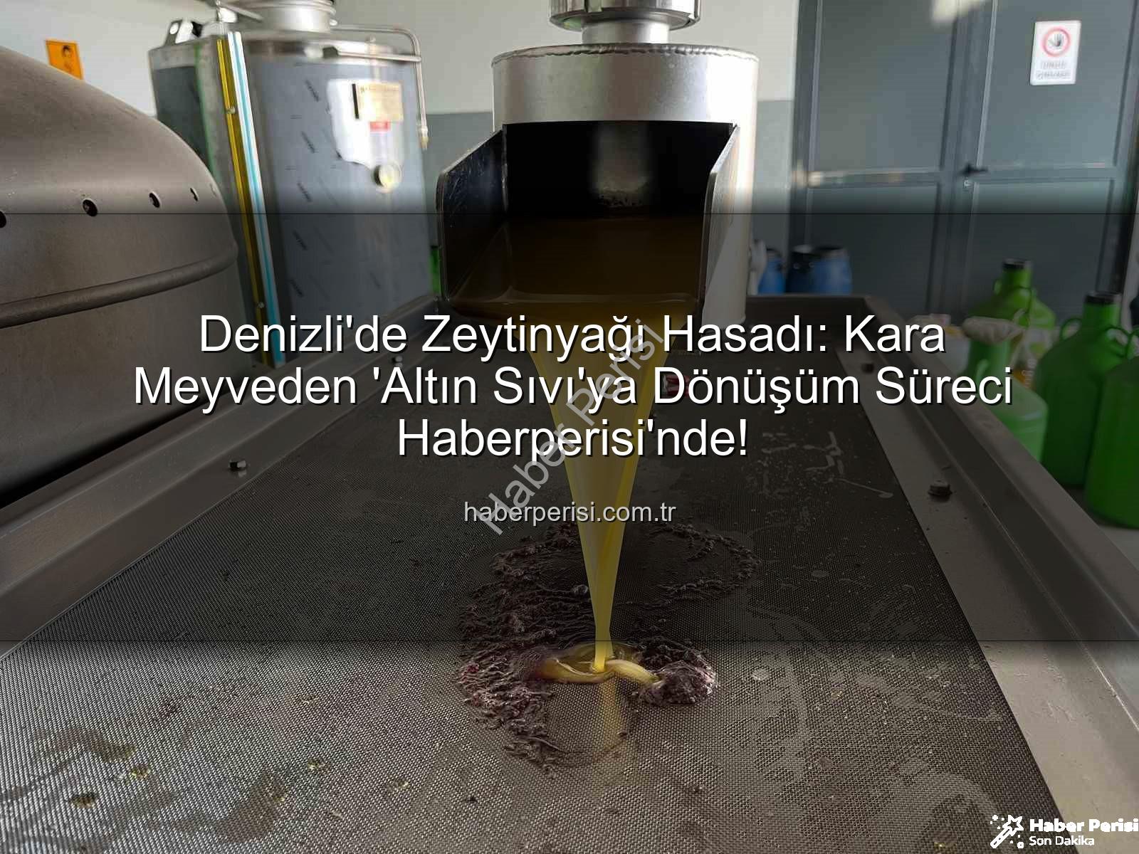 Denizli zeytinyağı - Denizli'de Zeytinyağı Hasadı: Kara Meyveden 'Altın Sıvı'ya Dönüşüm Süreci Haberperisi'nde!