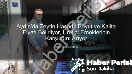 Aydın’da Zeytin Hasadı: Boyut ve Kalite Fiyatı Belirliyor, Üretici Emeklerinin Karşılığını Arıyor