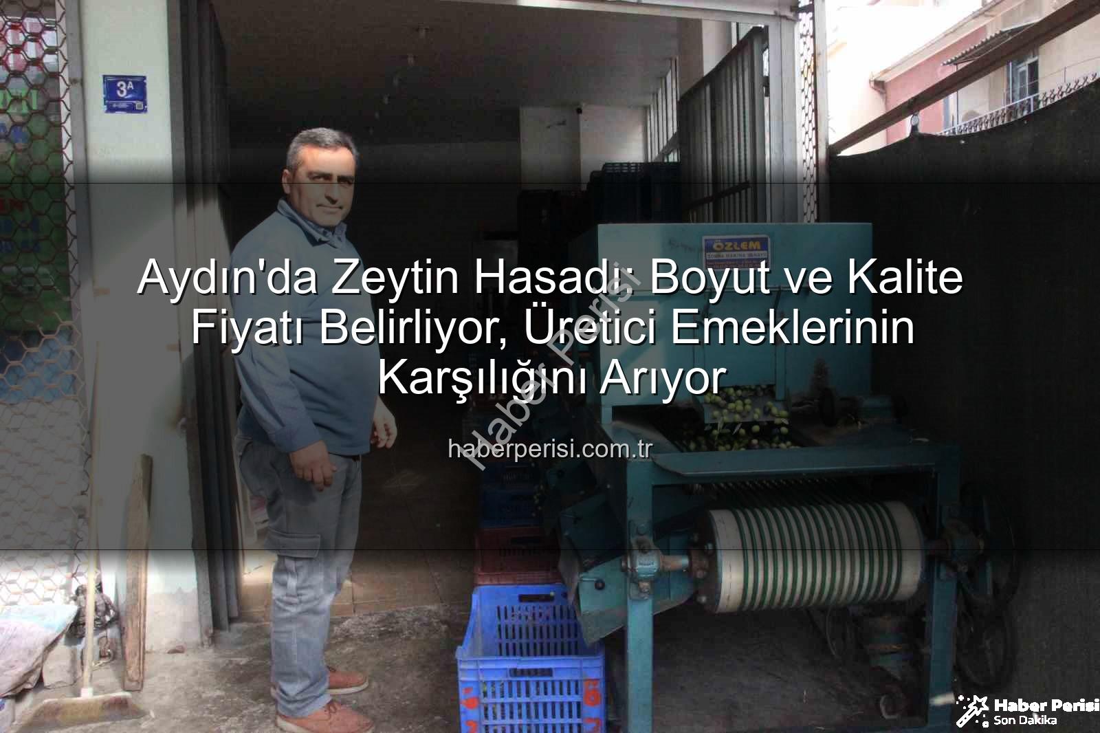 zeytin hasadı - Aydın'da Zeytin Hasadı: Boyut ve Kalite Fiyatı Belirliyor, Üretici Emeklerinin Karşılığını Arıyor