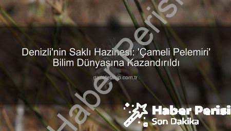 Denizli’nin Gizemli Bitkisi ‘Çameli Pelemiri’ Bilim Dünyasına Kazandırıldı: Yeni Bir Tür Keşfedildi