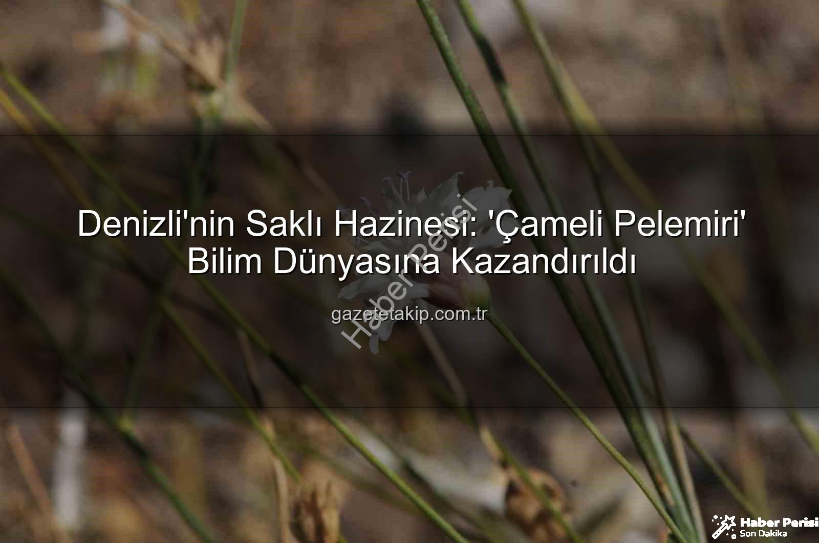 Çameli pelemiri - Denizli'nin Gizemli Bitkisi 'Çameli Pelemiri' Bilim Dünyasına Kazandırıldı: Yeni Bir Tür Keşfedildi