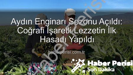 Aydın Enginarı Sezonu Açıldı: Coğrafi İşaretli Lezzetin İlk Hasadı Yapıldı