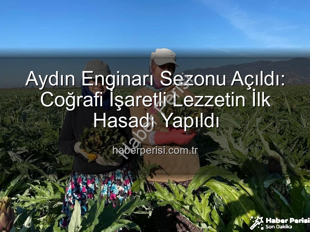 Aydın Enginarı - Aydın Enginarı Sezonu Açıldı: Coğrafi İşaretli Lezzetin İlk Hasadı Yapıldı