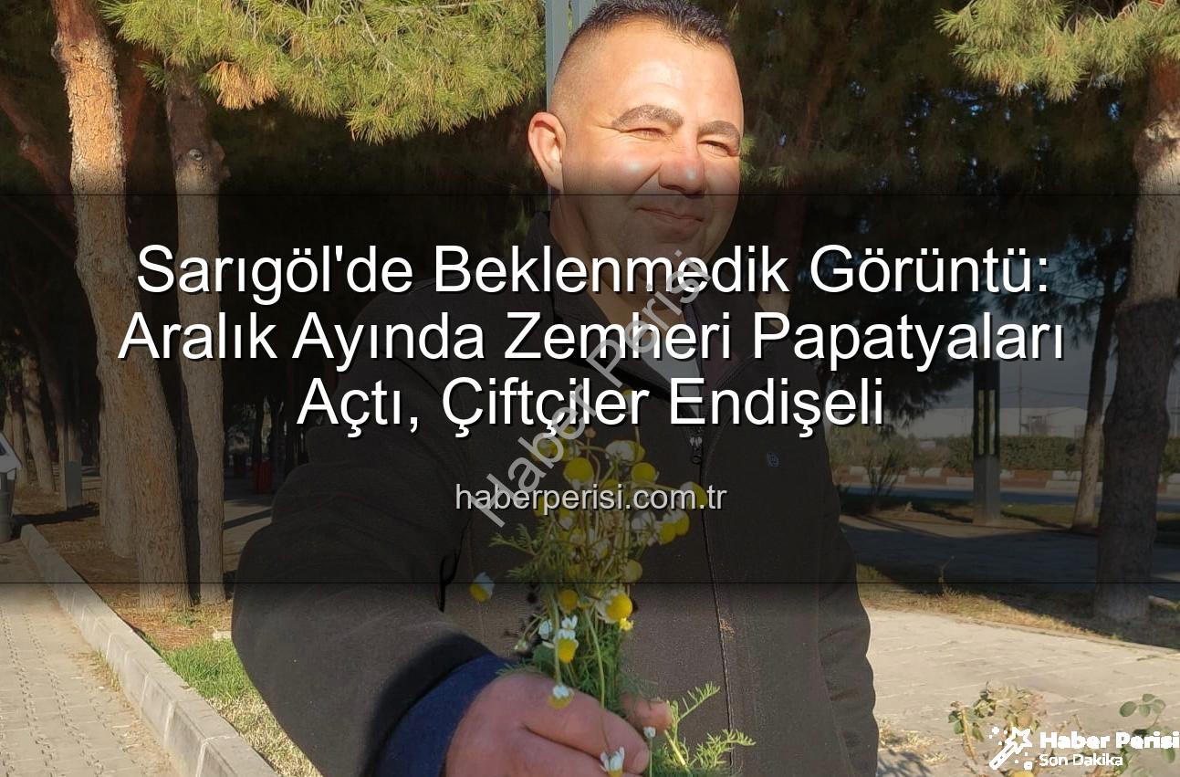 Sarıgöl'de papatyalar - Sarıgöl'de Beklenmedik Görüntü: Aralık Ayında Zemheri Papatyaları Açtı, Çiftçiler Endişeli