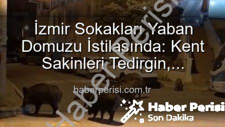 İzmir Sokakları Yaban Domuzu İstilasında: Kent Sakinleri Tedirgin, Yetkililere Çağrı Var