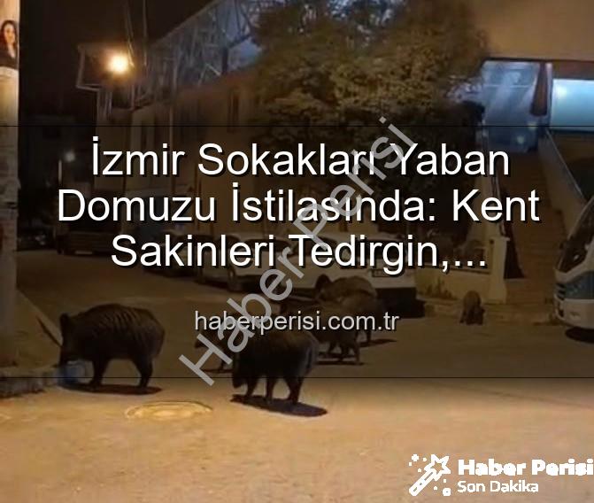 yaban domuzu - İzmir Sokakları Yaban Domuzu İstilasında: Kent Sakinleri Tedirgin, Yetkililere Çağrı Var